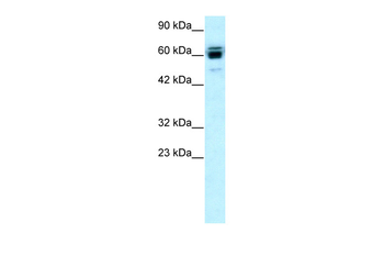 RNF12 Rabbit Polyclonal Antibody
