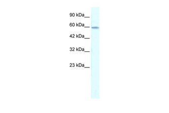 ZNF543 Rabbit Polyclonal Antibody