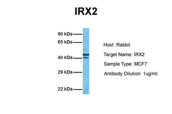 IRX2 Rabbit Polyclonal Antibody