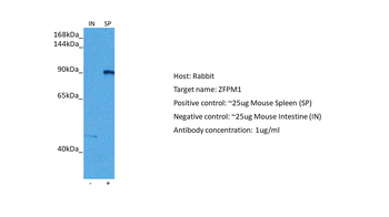 ZFPM1 Rabbit Polyclonal Antibody