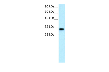 DBP Rabbit Polyclonal Antibody
