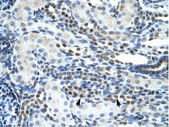 GSH2 Rabbit Polyclonal Antibody