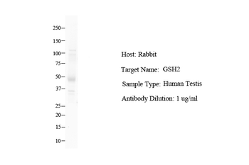 GSH2 Rabbit Polyclonal Antibody