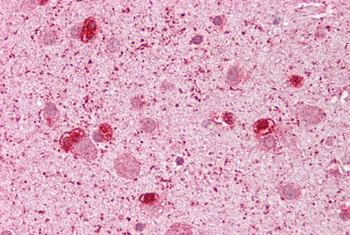 GSH2 Rabbit Polyclonal Antibody