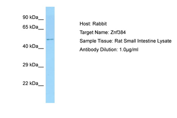 ZFP384 Rabbit Polyclonal Antibody