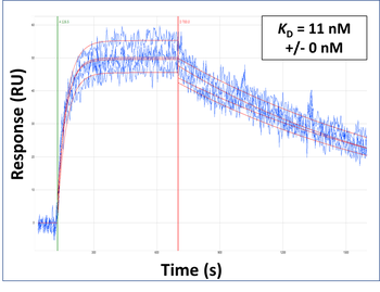 OSR1 Rabbit Polyclonal Antibody
