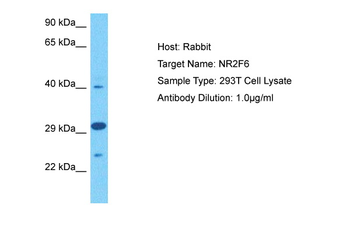 NR2F6 Rabbit Polyclonal Antibody