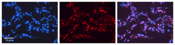 NR2F6 Rabbit Polyclonal Antibody