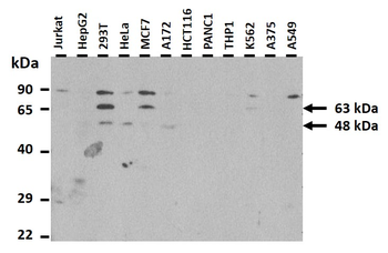 ESRRB Rabbit Polyclonal Antibody