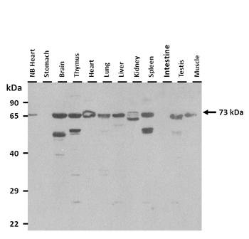 Atf6 Rabbit Polyclonal Antibody