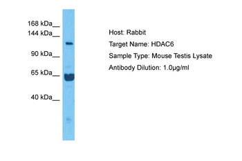 Hdac6 Rabbit Polyclonal Antibody