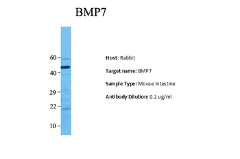 Bmp7 Rabbit Polyclonal Antibody