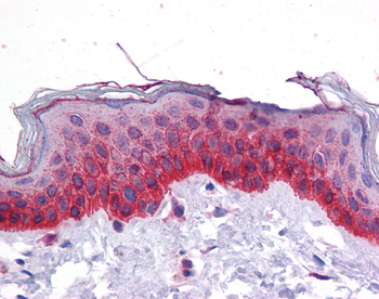 Bmp7 Rabbit Polyclonal Antibody