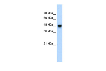 BMP7 Rabbit Polyclonal Antibody