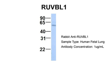RUVBL1 Rabbit Polyclonal Antibody