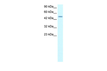 ALX4 Rabbit Polyclonal Antibody