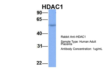 HDAC1 Rabbit Polyclonal Antibody