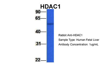 HDAC1 Rabbit Polyclonal Antibody