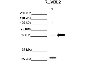 RUVBL2 Rabbit Polyclonal Antibody