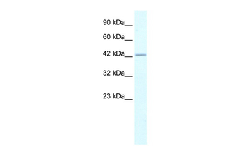 RUVBL2 Rabbit Polyclonal Antibody