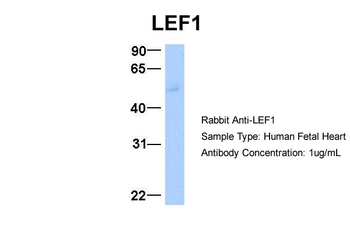 LEF1 Rabbit Polyclonal Antibody