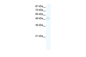 SIRT7 Rabbit Polyclonal Antibody