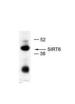 SIRT6 Rabbit Polyclonal Antibody