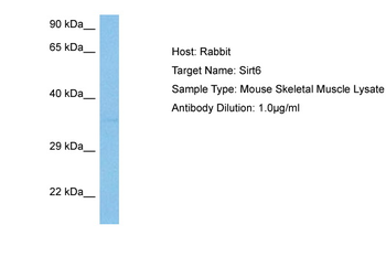 SIRT6 Rabbit Polyclonal Antibody