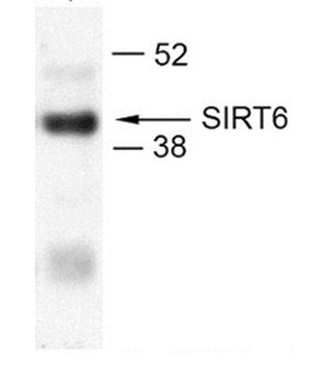 SIRT6 Rabbit Polyclonal Antibody