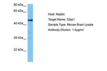 CTBP1 Rabbit Polyclonal Antibody