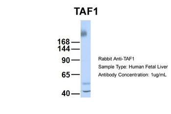 TAF1 Rabbit Polyclonal Antibody