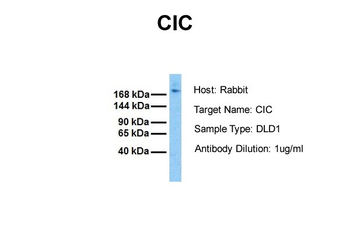 CIC Rabbit Polyclonal Antibody