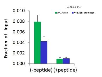 SUZ12 Rabbit Polyclonal Antibody