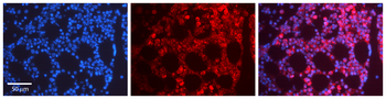 FOS Rabbit Polyclonal Antibody