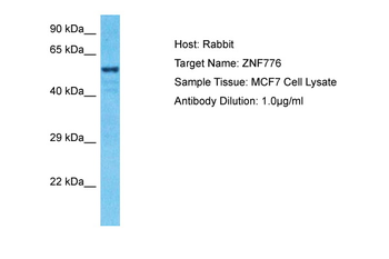 ZNF776 Rabbit Polyclonal Antibody