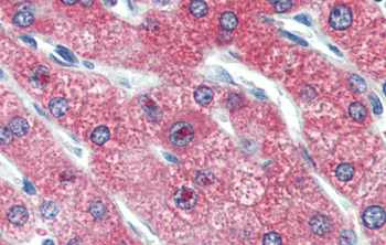 ZNF777 Rabbit Polyclonal Antibody