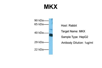 MKX Rabbit Polyclonal Antibody