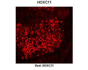 HOXC11 Rabbit Polyclonal Antibody