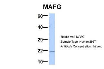 MAFG Rabbit Polyclonal Antibody