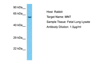 MNT Rabbit Polyclonal Antibody