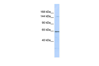 RERE Rabbit Polyclonal Antibody