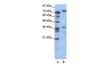 CREB3 Rabbit Polyclonal Antibody