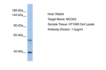 NCOA2 Rabbit Polyclonal Antibody