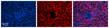 PHB Rabbit Polyclonal Antibody