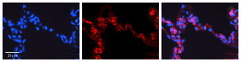PHB Rabbit Polyclonal Antibody