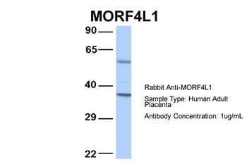MORF4L1 Rabbit Polyclonal Antibody