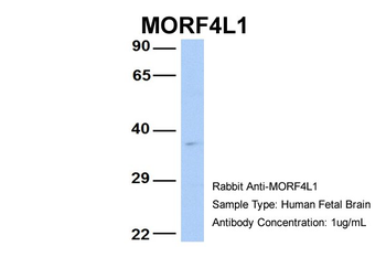 MORF4L1 Rabbit Polyclonal Antibody