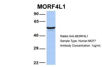 MORF4L1 Rabbit Polyclonal Antibody