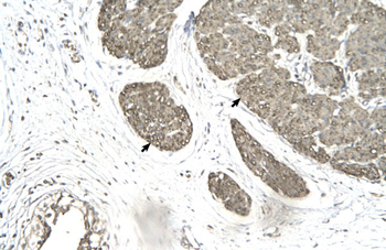 MORF4L1 Rabbit Polyclonal Antibody