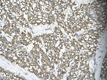 MORF4L1 Rabbit Polyclonal Antibody